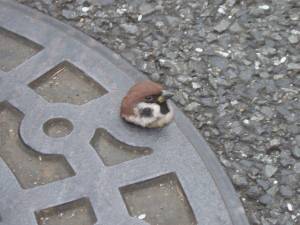 色んな意味で切なくなる画像を下さい