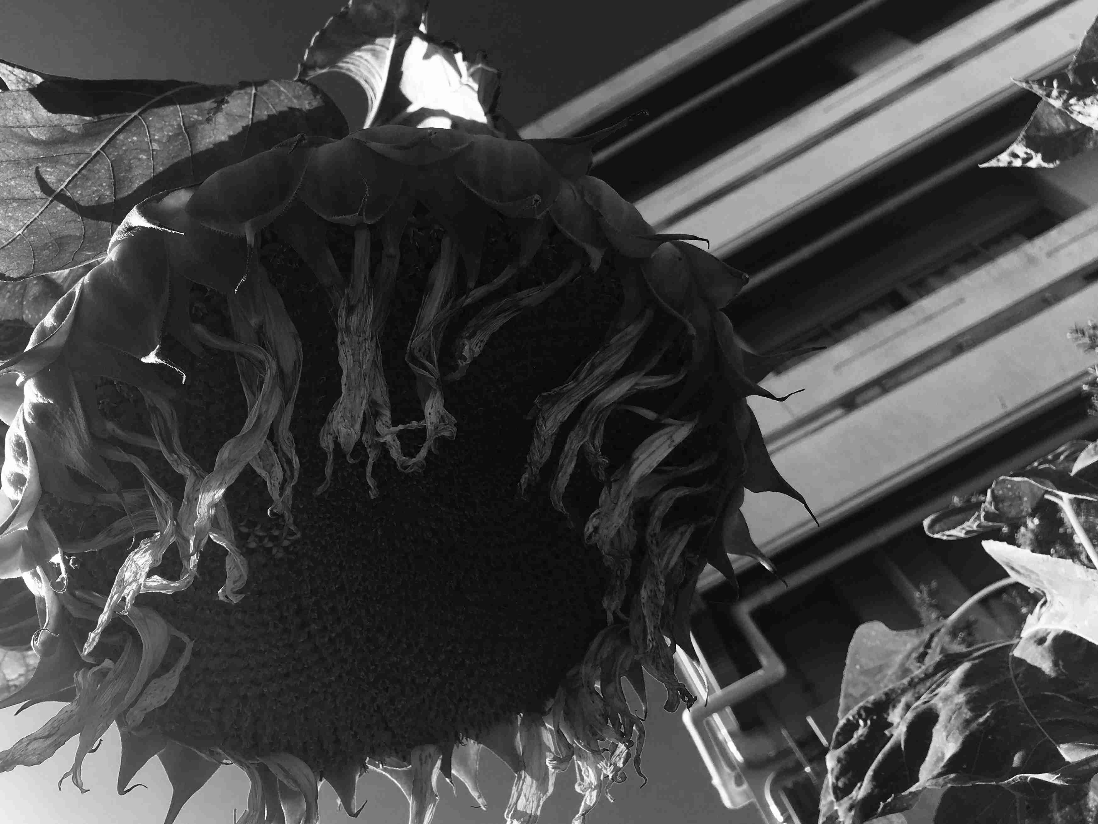 色んな意味で切なくなる画像を下さい