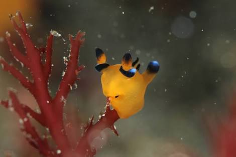 【お絵かきトピ】想像だけで動物を描こう！