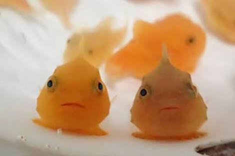 【お絵かきトピ】想像だけで動物を描こう！