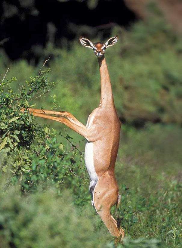 【お絵かきトピ】想像だけで動物を描こう！