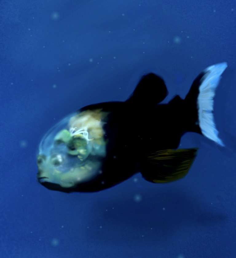 【お絵かきトピ】想像だけで動物を描こう！