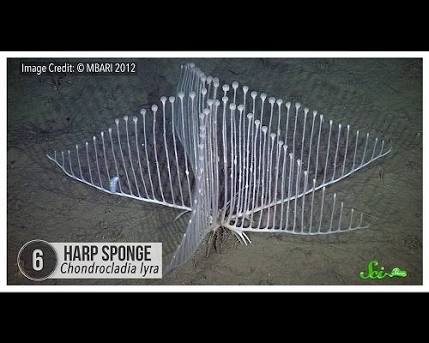 【お絵かきトピ】想像だけで動物を描こう！