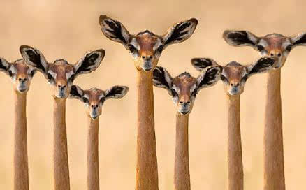 【お絵かきトピ】想像だけで動物を描こう！