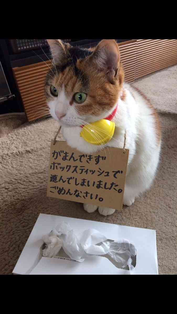 テーマが変っていく 画像トピ