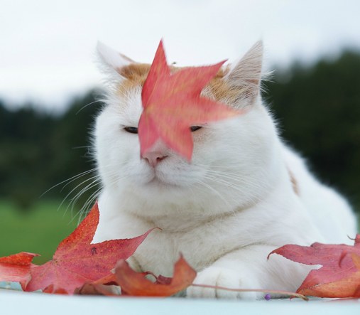 テーマが変っていく 画像トピ