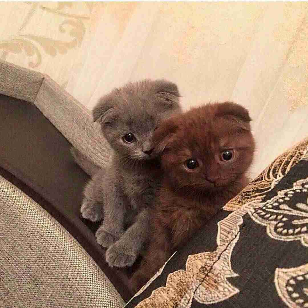 こんなところに猫が!って画像を貼っていくトピ