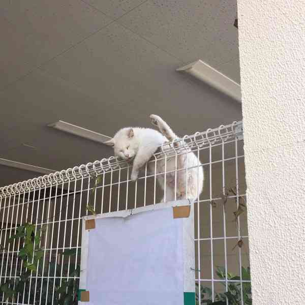 こんなところに猫が!って画像を貼っていくトピ