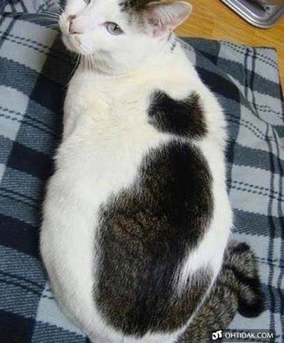 こんなところに猫が!って画像を貼っていくトピ