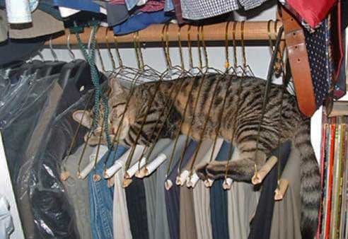 こんなところに猫が!って画像を貼っていくトピ