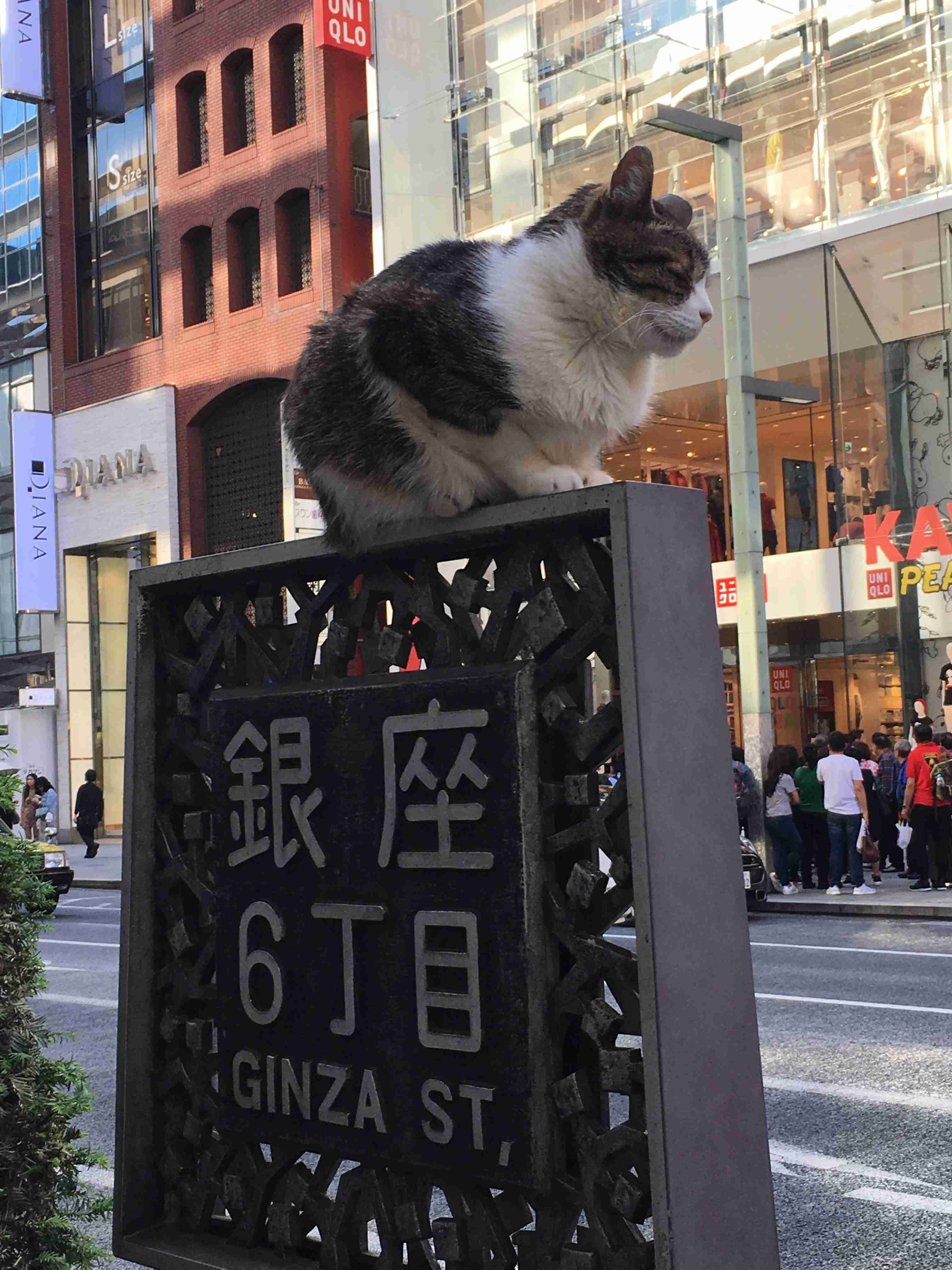 こんなところに猫が!って画像を貼っていくトピ
