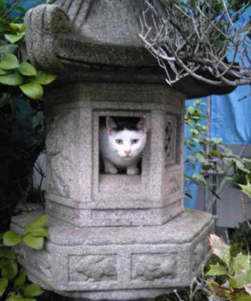 こんなところに猫が!って画像を貼っていくトピ