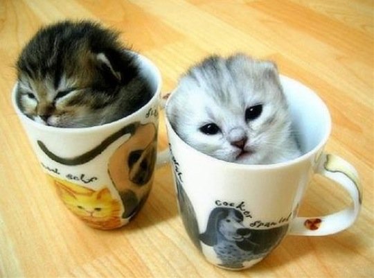 こんなところに猫が!って画像を貼っていくトピ