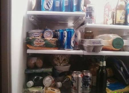 こんなところに猫が!って画像を貼っていくトピ
