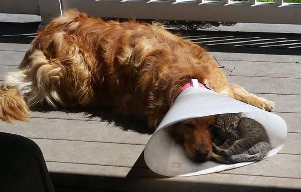 こんなところに猫が!って画像を貼っていくトピ