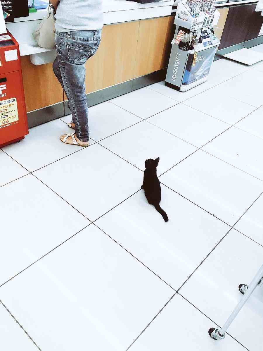 こんなところに猫が!って画像を貼っていくトピ