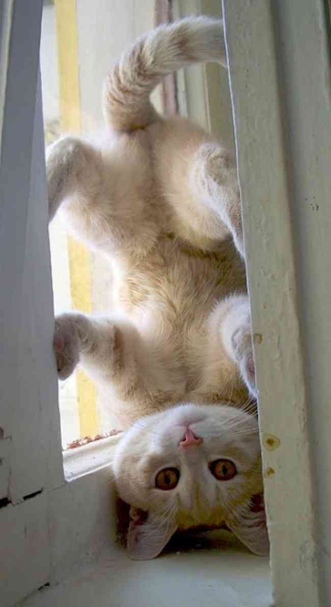 こんなところに猫が!って画像を貼っていくトピ