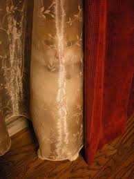 こんなところに猫が!って画像を貼っていくトピ