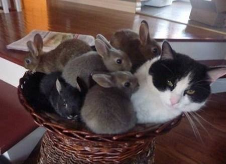 こんなところに猫が!って画像を貼っていくトピ