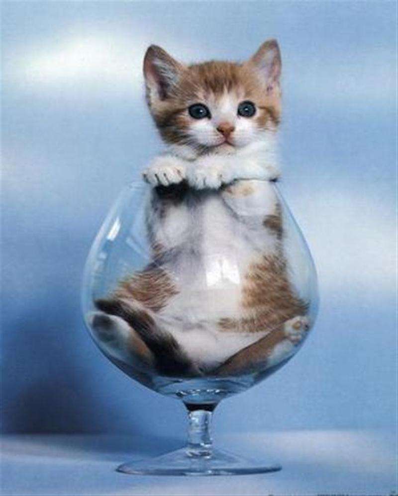 こんなところに猫が!って画像を貼っていくトピ