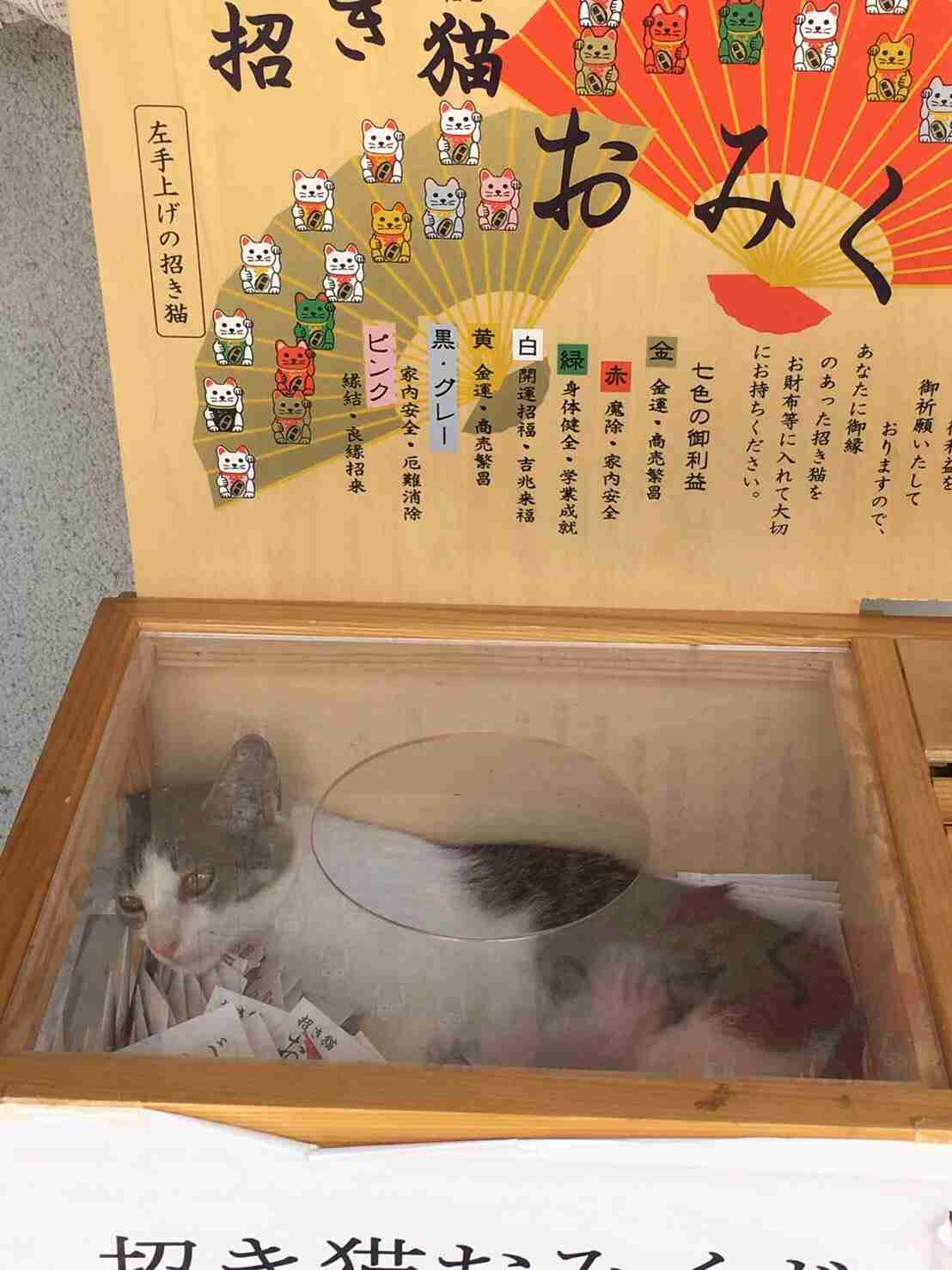 こんなところに猫が!って画像を貼っていくトピ