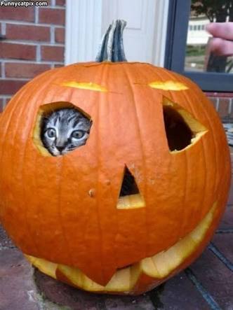 こんなところに猫が!って画像を貼っていくトピ