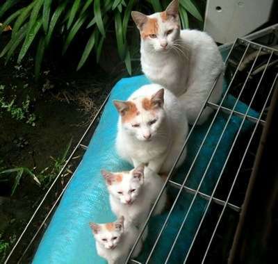 こんなところに猫が!って画像を貼っていくトピ