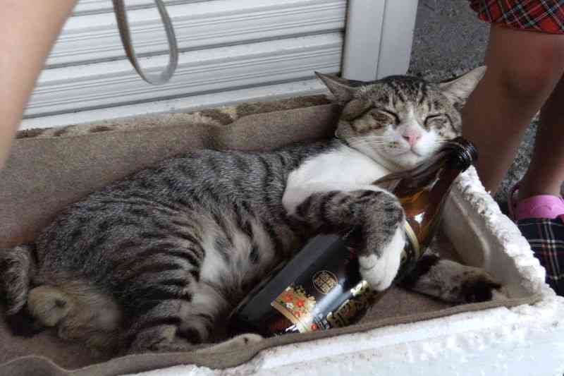 こんなところに猫が!って画像を貼っていくトピ
