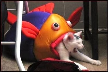 こんなところに猫が!って画像を貼っていくトピ