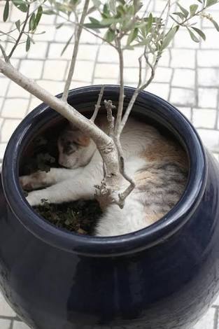 こんなところに猫が!って画像を貼っていくトピ