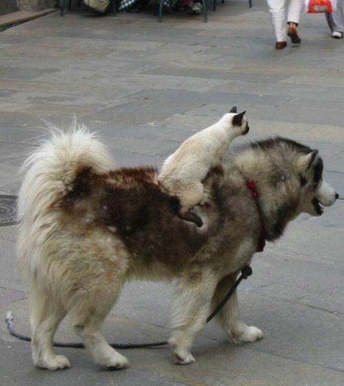 こんなところに猫が!って画像を貼っていくトピ