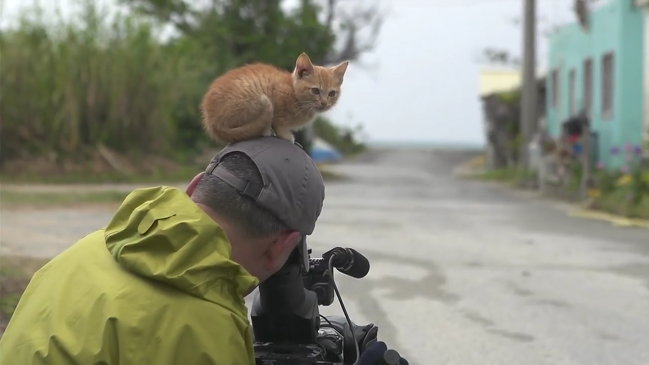 こんなところに猫が!って画像を貼っていくトピ