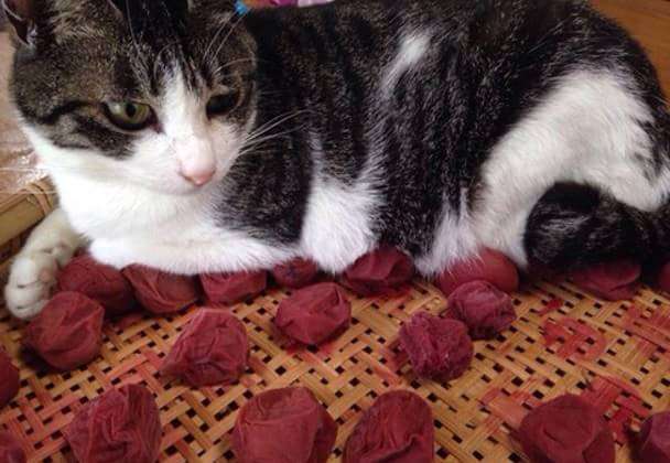 こんなところに猫が!って画像を貼っていくトピ