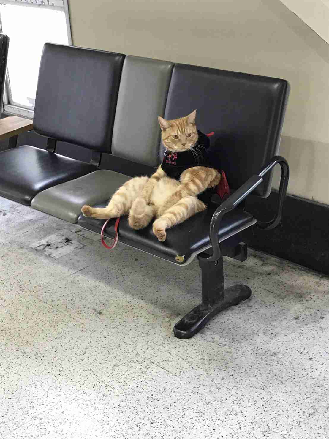 こんなところに猫が!って画像を貼っていくトピ