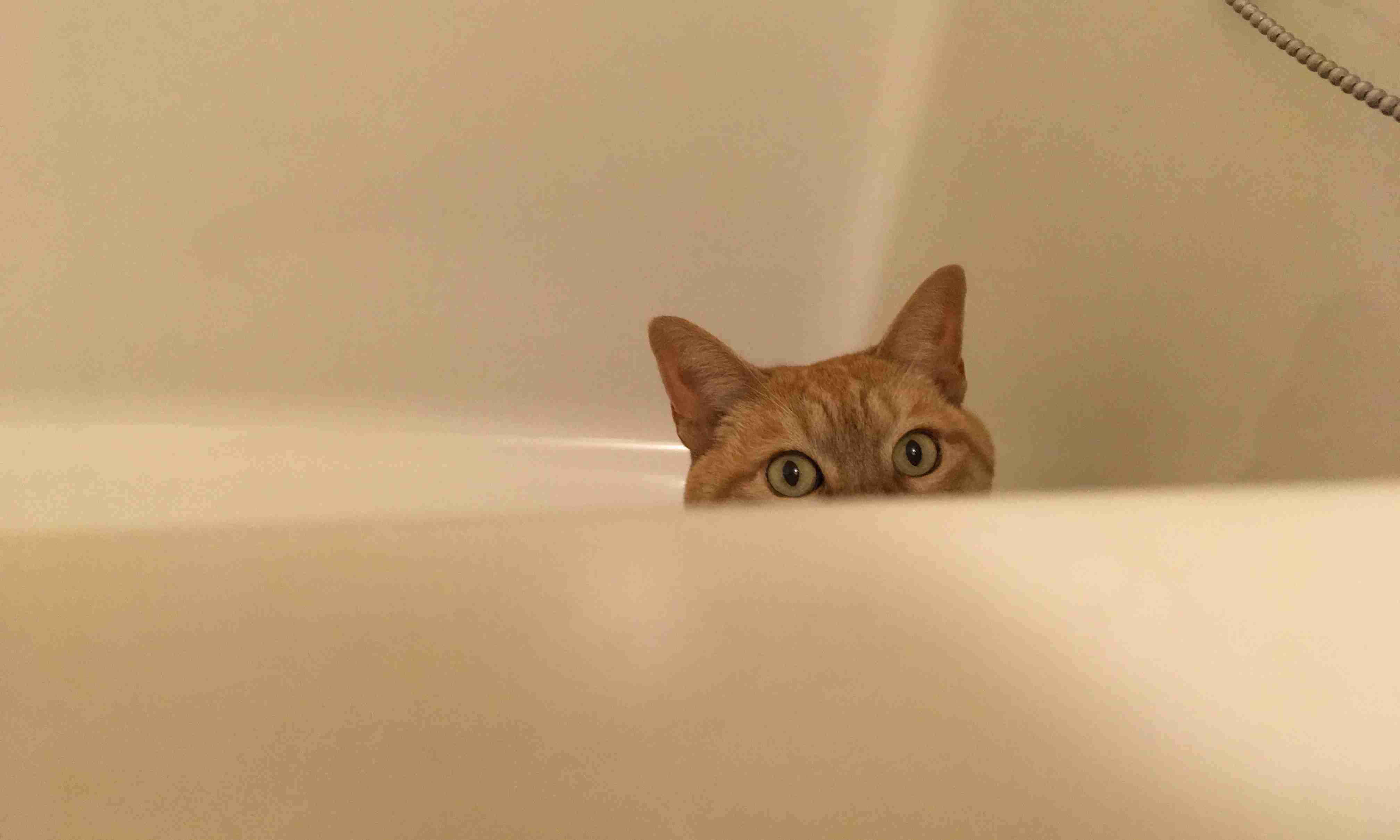 こんなところに猫が!って画像を貼っていくトピ