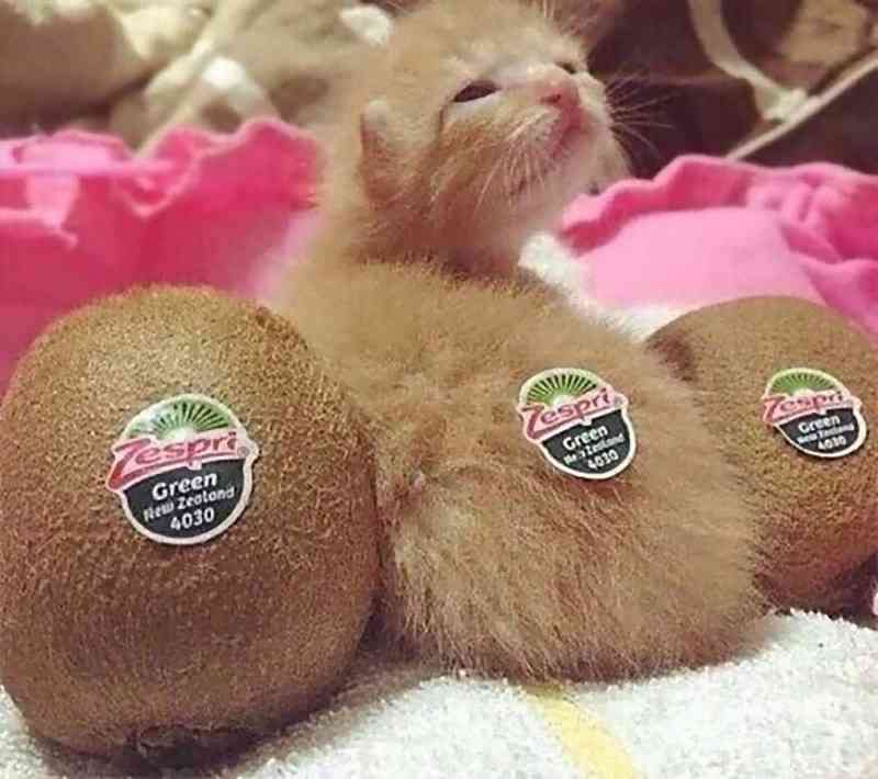 こんなところに猫が!って画像を貼っていくトピ