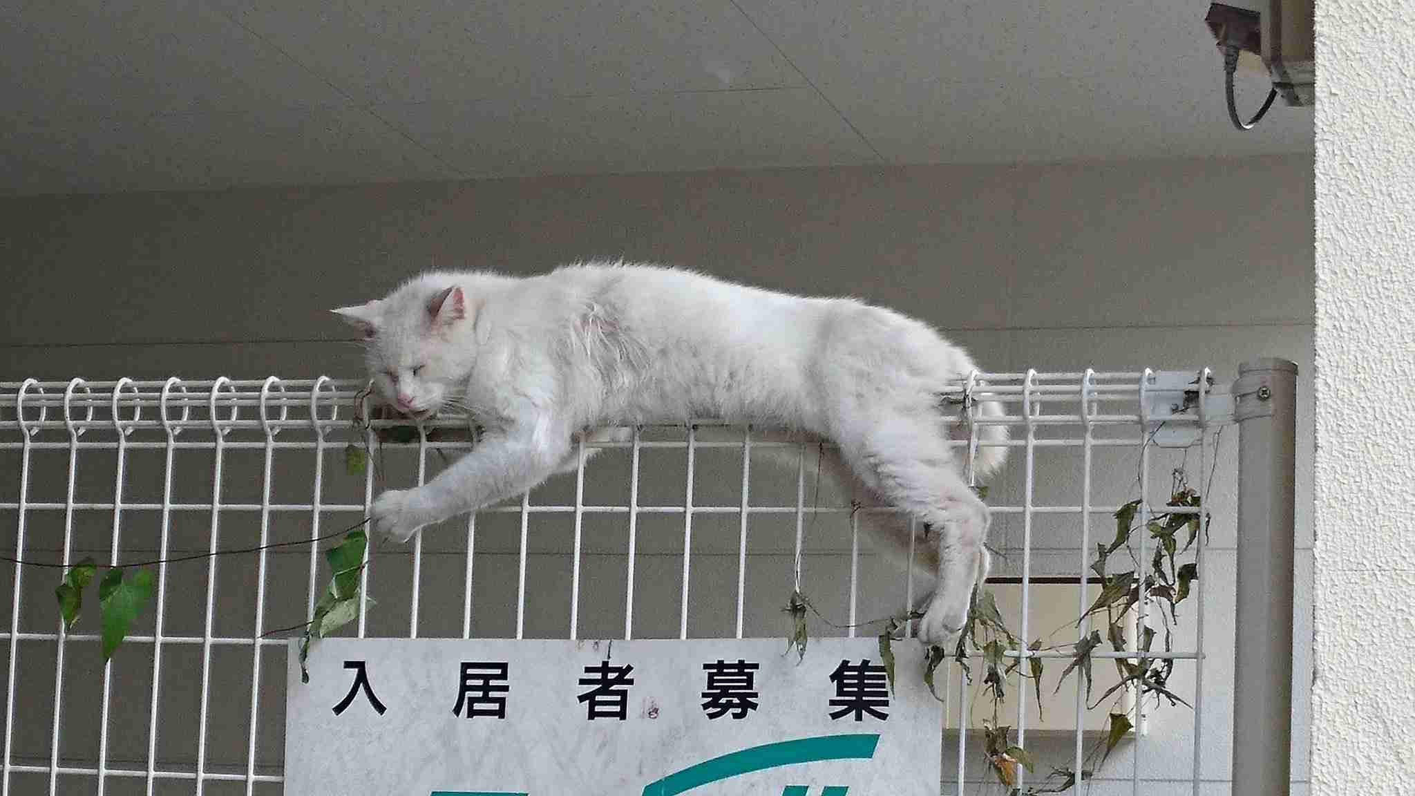 こんなところに猫が!って画像を貼っていくトピ