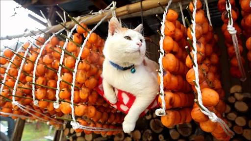 こんなところに猫が!って画像を貼っていくトピ
