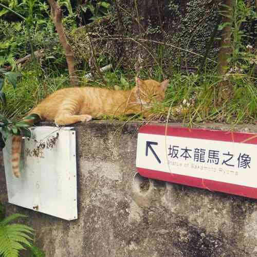 こんなところに猫が!って画像を貼っていくトピ