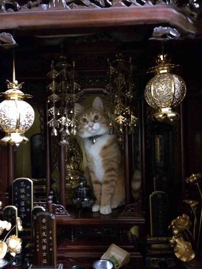 こんなところに猫が!って画像を貼っていくトピ