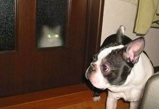 こんなところに猫が!って画像を貼っていくトピ