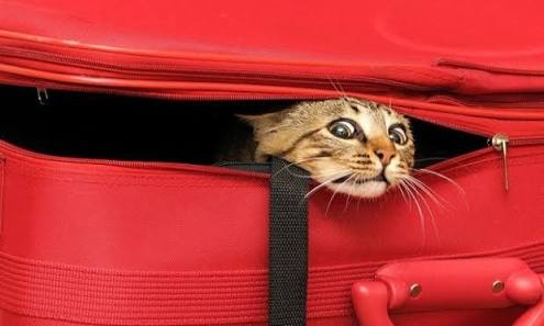 こんなところに猫が!って画像を貼っていくトピ