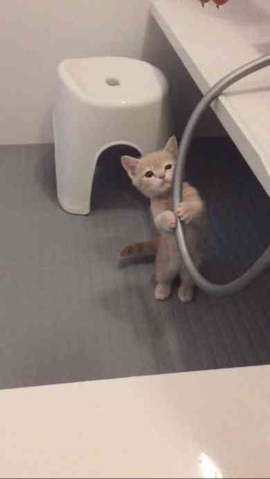 こんなところに猫が!って画像を貼っていくトピ