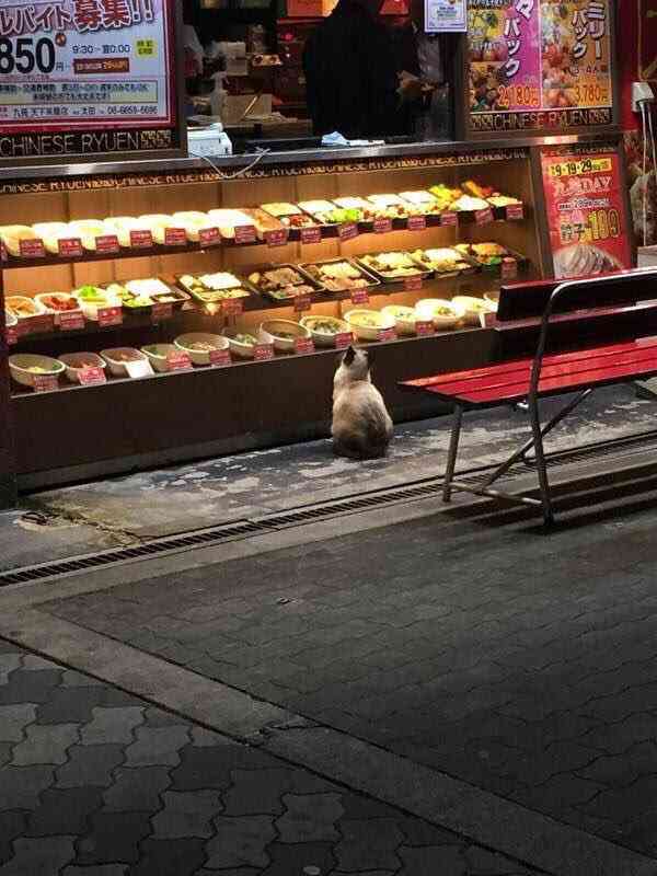 こんなところに猫が!って画像を貼っていくトピ