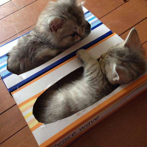 こんなところに猫が!って画像を貼っていくトピ