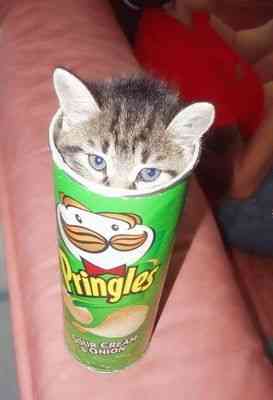 こんなところに猫が!って画像を貼っていくトピ