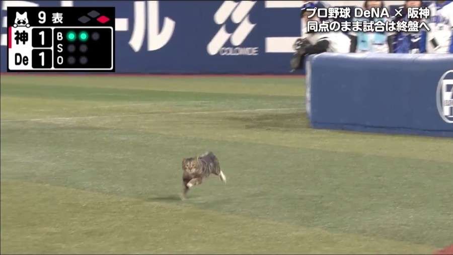 こんなところに猫が!って画像を貼っていくトピ