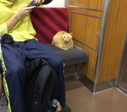 こんなところに猫が!って画像を貼っていくトピ