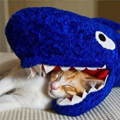 こんなところに猫が!って画像を貼っていくトピ