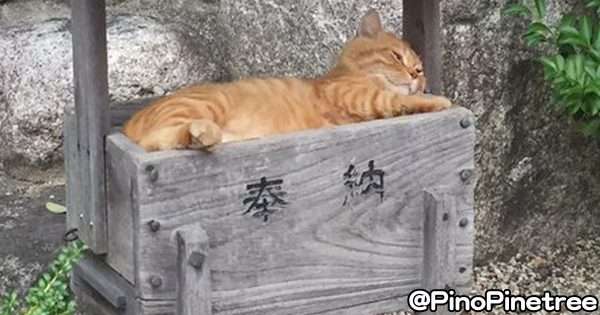 こんなところに猫が!って画像を貼っていくトピ
